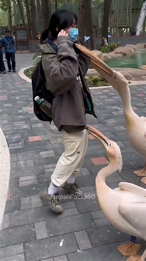 The Bird That Tries To Eat Everything!