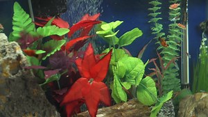 18K views · 151 reactions | Just keep swimming... Do you know how to establish a freshwater aquarium? | Petco | Facebook