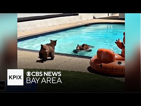 Adorable Family of Bears Keep Swimming in Southern California Pool