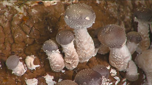You Can Grow It: Young Idaho entrepreneur growing, selling edible mushrooms