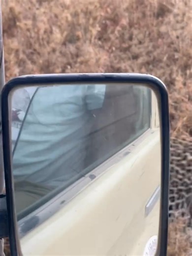 11K views · 402 reactions | Silent and graceful, the leopard moves along the road, every pawstep slow and calculated. Its golden eyes are locked on a gazelle just ahead, unaware of the danger creeping closer. Every muscle ripples with focus and patience-the art of the hunt unfolding in pure Serengeti drama. | jacob animals | Facebook