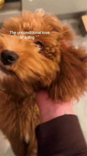 POV: the unconditional love of a dog 🤎 #unconditionallove #puppy #cavapoo #love #dogs