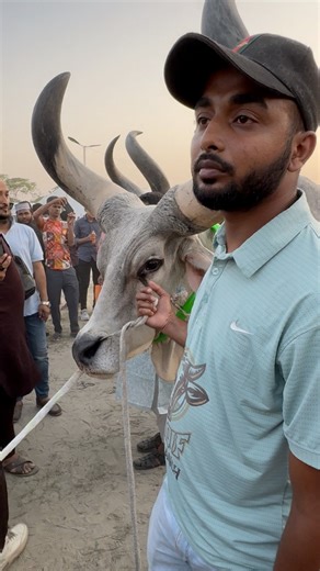 266K views · 5.5K reactions | Big cows with longest horns.. Kankrej bull #bull #allgorurhaatsofdhaka | All gorur haats of Bangladesh | Facebook