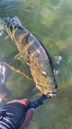 Tucunaré: Mitos e Verdades da Pesca