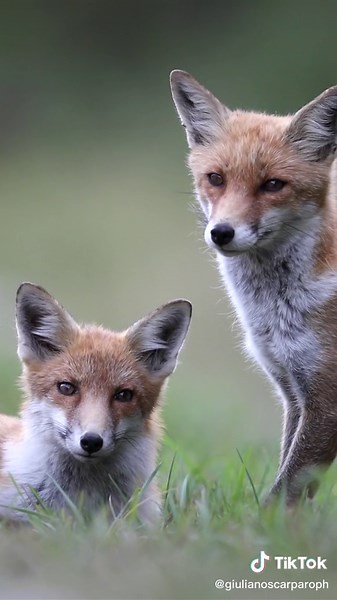 Wildlife Photography with Eagles: Stunning Shots of Nature