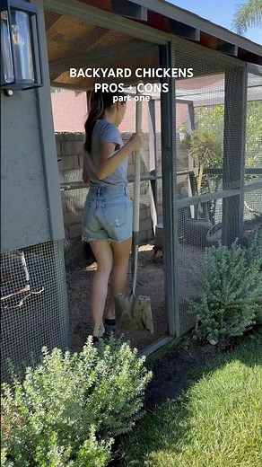 Backyard chickens | what it’s really like | pros and cons of chicken keeping #backyardchickens