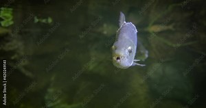 Hydrocynus goliath, also known as the goliath tigerfish, giant tigerfish, or mbenga, is a very large African predatory freshwater fish of the family Alestidae.