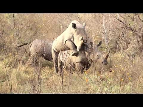 MalaMala Rhino Mating