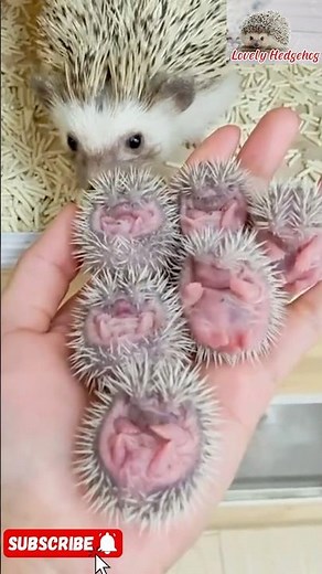 Hedgehog Family Moments: Cuddly Baby Hedgehogs with Mom in Cozy Nest