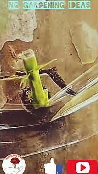 Different types of grafting method in one video