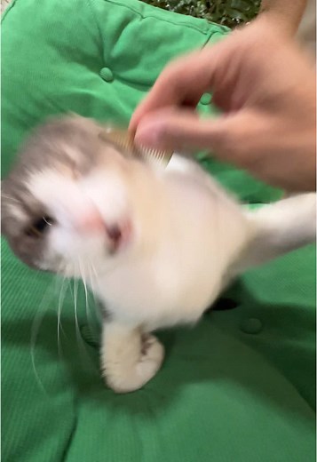 Cats in Action: Epic Feline Fights on TikTok