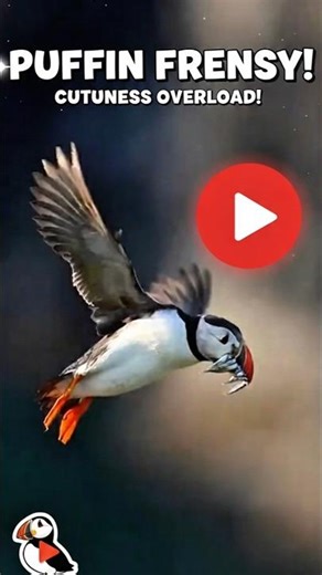 “Meet the Puffin: The Colorful Clown of the Sea 🐧 | Amazing Fish Catching Skills!”