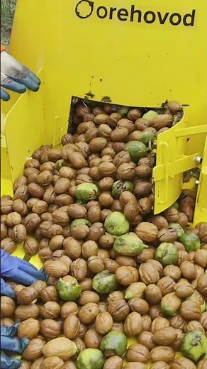 How to properly wash and dry walnuts! #walnut #processing #nuts