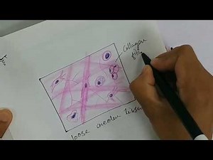 Histology Drawing of Loose Areolar Tissue with explanation | connective tissue