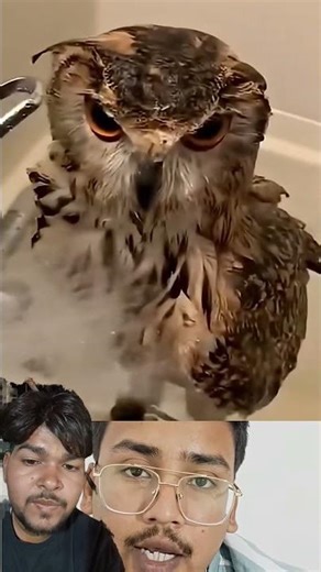 The owl Proved Karma is 100% real#motivation #millionairemindset#sahiluntold