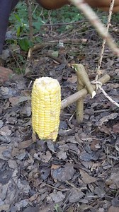 Easy set up snare trap #trap #reels #skills #bushcraft #DIY #creative #snare #fpy #usa #howto | Mr Rachea