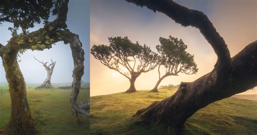 5 Tips for Capturing Breathtaking Woodland Photography