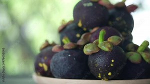 Panning shot of purple mangosteen with leaves, mangosteen is queen of tropical fruit