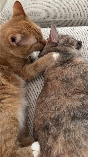 Video of adoptable pet named Allie (Deaf) (In Foster)