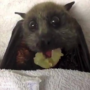 3.2M views · 16K shares | Flying fox enjoys his delicious grapes...  | LADbible | Facebook
