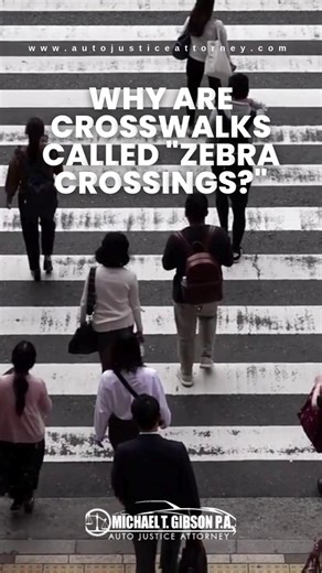 🦓 Fun Fact: Why Do We Call It a Zebra Crossing? 🚦 Here’s a little piece of history to make you smile! The familiar striped crosswalk was first introduced in the UK in the 1940s, and they were officially named "Zebra Crossings" because the alternating black and white stripes reminded officials of the famous African animal! While the name is fun, the safety rule is deadly serious: In Florida, pedestrians crossing legally have the right-of-way. A Note on Pedestrian Safety: Unfortunately, distract