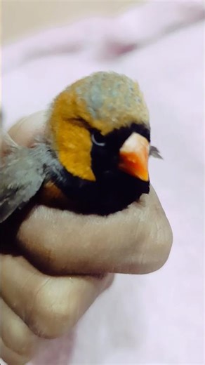 very beautiful zebra Finches| the imperfects isabel Finches | zebra finch isabel I