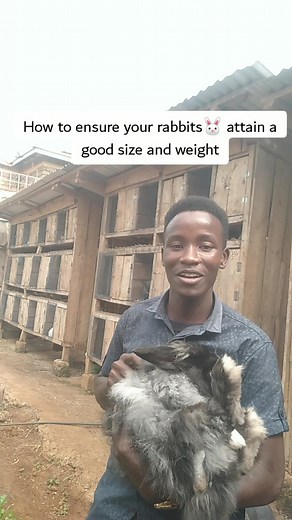 Effective Tips for Rabbit Farming and Care