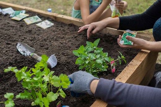 The “Plate Method” Is Your Secret to Planning the Perfect Veggie Garden