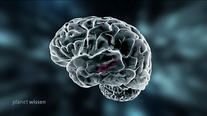 Unser phänomenales Gehirn