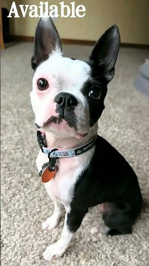 Get your Boston terrier puppies now still available for delivery