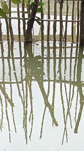 My isda na Tayo kahit Di pa tapos ang mini fishpond.🤣😂 #lifestyle #fishing #provincelife | Brusko Bordz