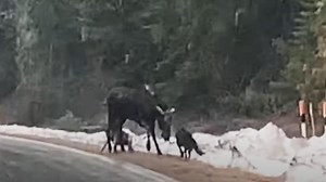 WATCH: Wolves Rip Apart Moose In Middle Of Road