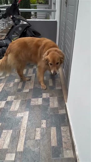 Stormy Golden Retriever #goldenretriever #pets #perros