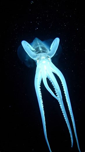 Alien Squid with Long Elbows