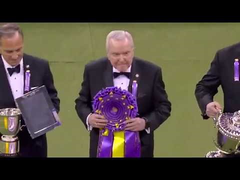 'Siba' the standard poodle wins Best in Show at 2020 Westminster Kennel Club Dog Show