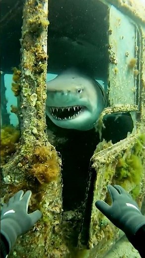 Shark Attack Caught on Camera 😱 | Real Underwater POV Encounter #shark #fishing #scubadiving