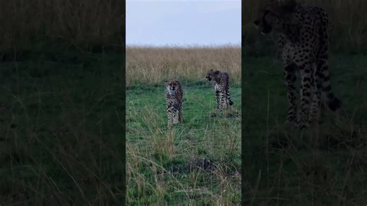Must-See Cheetah Patrols the African Savannah
