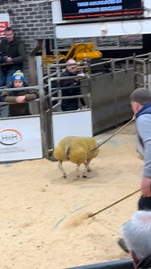 Harrison & Hetherington In lamb sale, lot 271, Alasdair Maclean’s Tiree Kayleigh sells for 1,000gns | Beltex Sheep Society