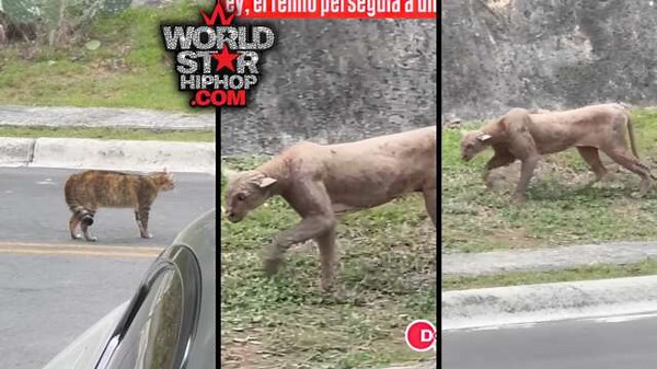 Zombie Puma Vs Stray Cat... Puma Crawls Out The Shadows And Slides On The Cat In Monterrey