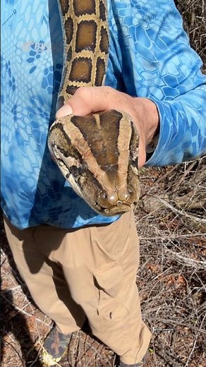 Burmese Python and Brooks Kingsnake found in the Florida Everglades!