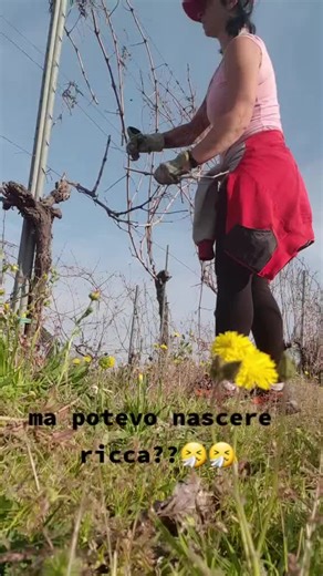 Pruning Grapevines in a Scenic Vineyard Setting