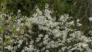 Video 4k, the first spring white flowers in the forest.small blossoming flower on field in spring.