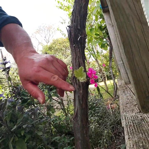 Grape Niagara bud rub 🍇 . Rubbing off the buds from the trunk of this grape helps prevent excess canes and foliage growth. I do not want a big grape vine taking over the deck and doing this plus some pruning throughout the season will keep it manageable and still produce yummy grapes 🍇 . #communityofgardeners #maramataka #growingkaibythemoon #maramatakamaori #gardeningbythemoon #lunargardening #maarakai #nzlife #sustainablelifestyle #tikangamaara #kiwilifestyle #aotearoanz #gardeninglife #nzga