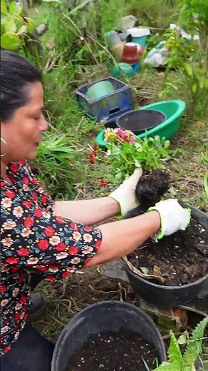 Successful and uncomplicated dahlia transplant and how to do it