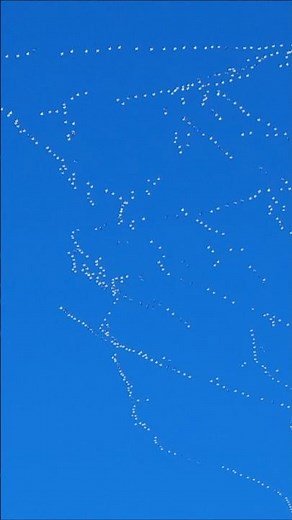 Snow Geese Migration in South Dakota Sky #snowgeese #birdflying #southdakota #migration #shorts