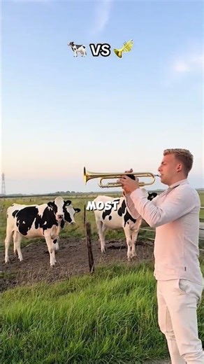 Man vs Cows Musical Challenge 🎵 | Unexpected Harmony!