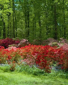 Acres of Azaleas Await at Winterthur! | Winterthur Museum, Garden & Library