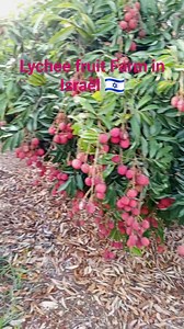 Lychee fruit Farm in Israel 🇮🇱 #lycheefruit #picking | Holy Land Travel Vlog