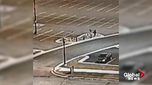 Police warn against ‘fowl’ play after woman attacked by Canada goose on university campus - National | Globalnews.ca