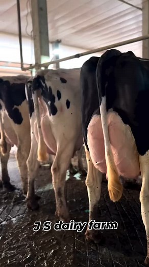 8.5K views · 456 reactions | J S Dairy Farm on Reels | Facebook